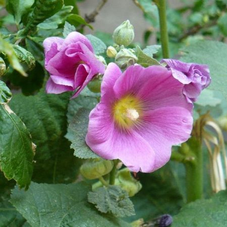 Alcea rosea sau nalba de gradina